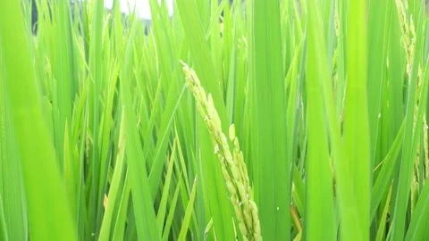 The wind blows the end of the green leaves in the rainy season. Video stock 143836914
