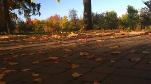 The wind blows the fallen autumn leaves off the sidewalks, golden autumn Stock Footage 212338253