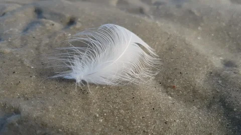 The wind blows the feather that is stuck in the sand. Stock Footage 121168482