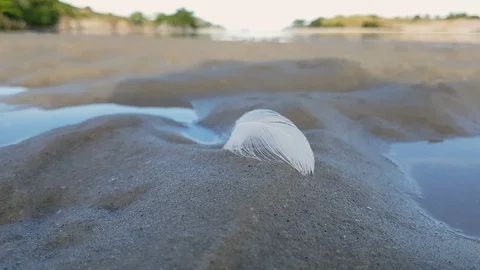 The wind blows the feather that is stuck in the sand. Stock Footage 121175341