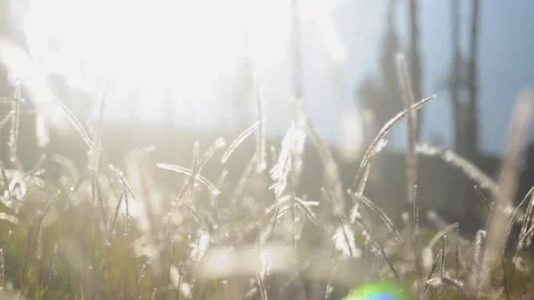 The wind blows in a field of feather grass on a daylight 動画素材 106045277