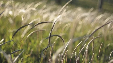 The wind blows in a field of feather grass on a daylight 動画素材 106045340