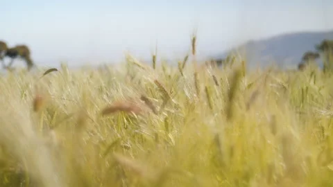 The wind blows on a field of golden wheat in the sun, in Ethiopia Stock Footage 230601214