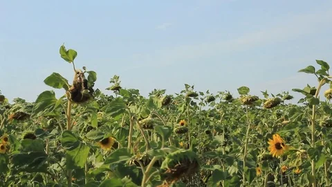 The wind blows in the field with sunflowers. Stock Footage 79590046