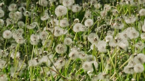 The wind blows the fluff off the dandelions in meadow. The seeds are scattered Stock Footage 278549737