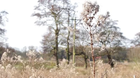 Wind Blows Foliage Grass - Beautiful Rural Marshland - Countryside Trees &amp; Field Stock-Footage 48982567