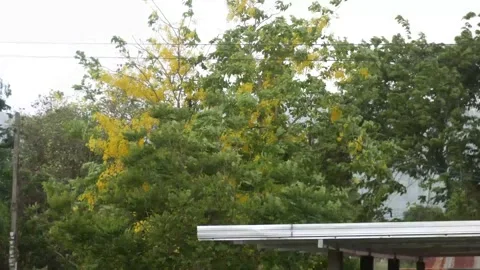 The wind blows Stock Footage 205474527