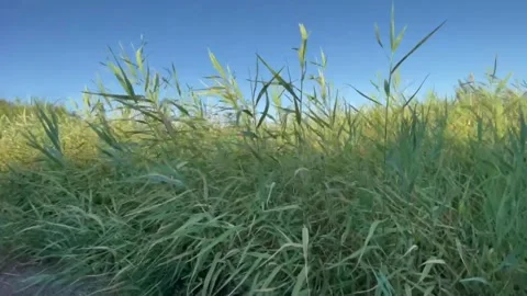 The Wind blows 库存影片 246117302