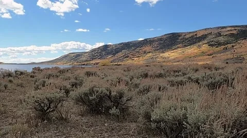 Wind blows foreground sagebrush-background mountain with yellow aspen and pine Stock Footage 219377478