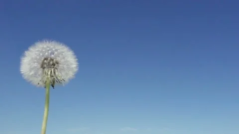 Wind blows off fuzzes with seeds from a white dandelion ,Slow motion Stock Footage 106303091
