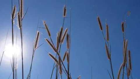 The wind blows gently on the grass tips in the morning, sunlight shining an.. Stock Footage 294751838