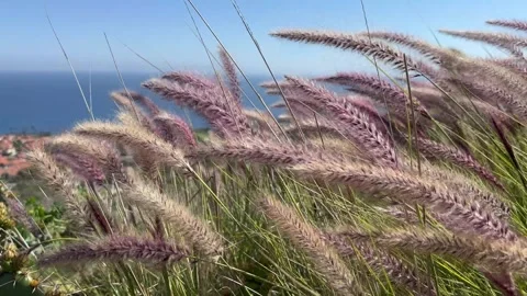 The wind blows the grass 1 Stock Footage 307573146