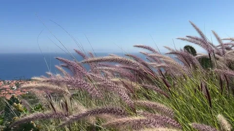 The wind blows the grass 2 Stock Footage 307573140