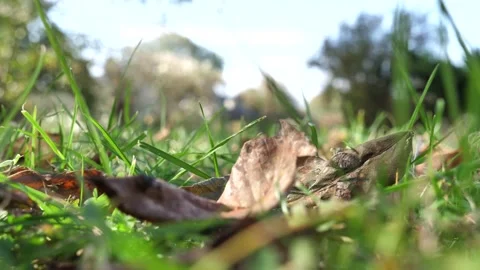 The wind blows the grass in autumn. a dry leaf shakes in the wind. autumn l.. Stock Footage 253206792