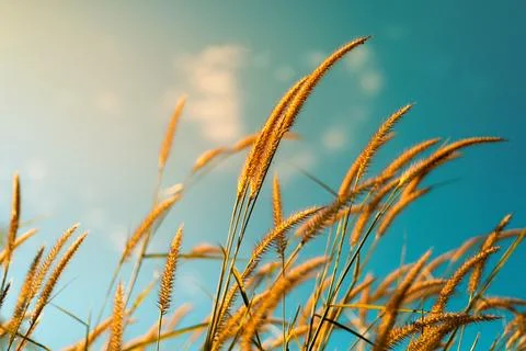 The wind blows grass in the bright winter sky. Stock Photos