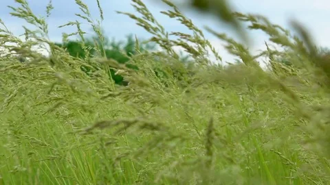 The wind blows on the grass, the camera moves on the field Stock Footage