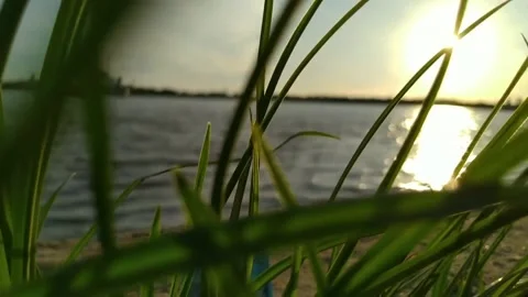 The wind blows the grass by the Chao Phraya River. Stock Footage 133156425