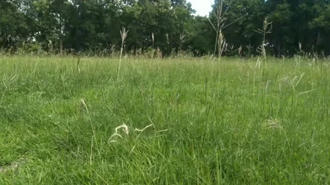 The wind blows the grass in the field Stock Footage 252804690