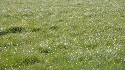 Wind blows on the grass Video stock 128317014