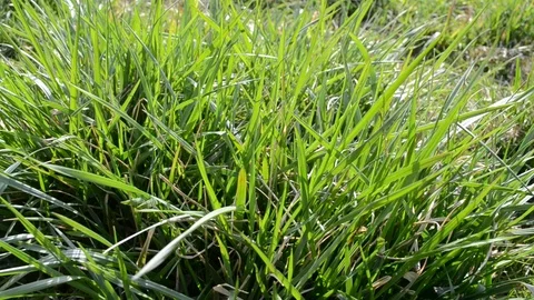 The wind blows on the grass in the garden. Stock Footage 127344598