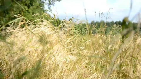 The wind blows the grass in a meadow Stock-Footage 41425286