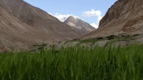 Wind blows grass with mountains behind Stock Footage 268254