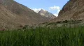 Wind blows grass with mountains behind HD Footage
