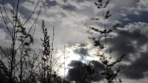 The wind blows on the grass silhouettes. Dark cloudy sky. Stock Footage 129579878