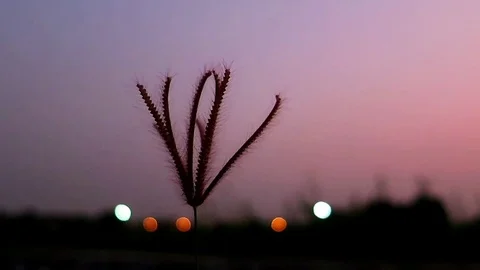 Wind blows the grass with the sunlight in the evening. 動画素材 86003166