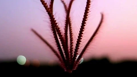 Wind blows the grass with the sunlight in the evening. 動画素材 86003171