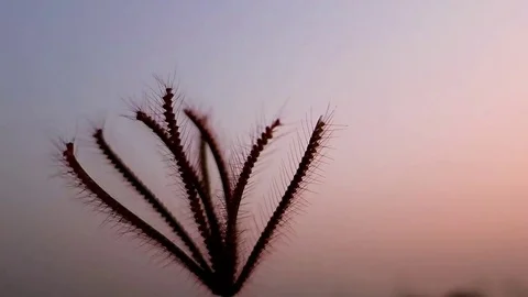 Wind blows the grass with the sunlight in the evening. 動画素材 86003175