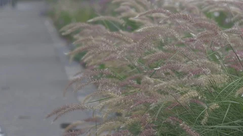 The wind blows grass (Uncolored footage) Stock Footage