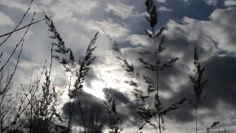 The wind blows on the grass. View through the grass Stock Footage 129579070
