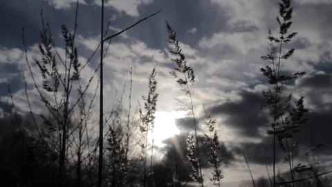 The wind blows on the grass. View through the grass on the dark cloudy sky. Video stock 129579981