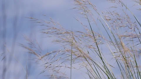 The wind blows the grass violently. Video stock 134853713