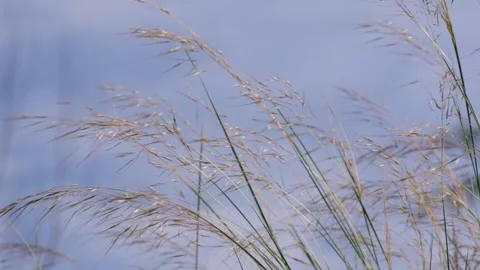 The wind blows the grass violently. Video stock 134853737