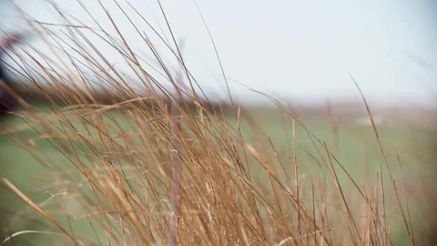 The wind blows the grassland - the dry grass sways in the wind Video stock 257296691