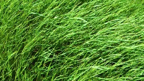 Wind blows, green grass lawn field flora, texture or background of green grass Stock Footage 229869689