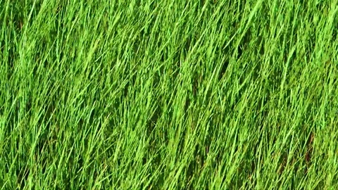 Wind blows, green grass lawn field flora, texture or background of green grass Stock Footage 229869692