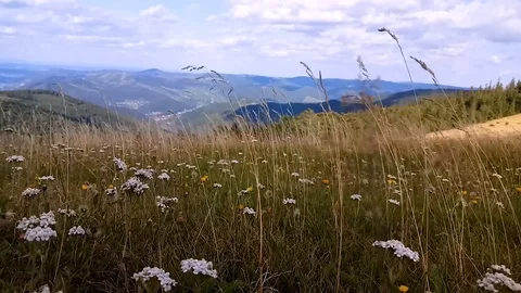 The wind blows green grass in the mountains Stock Footage 91741736