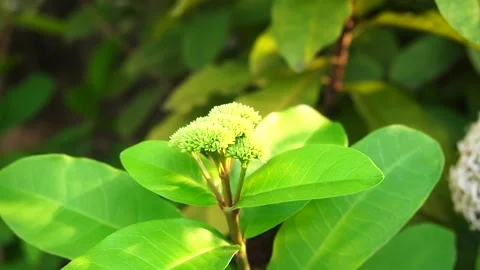  The wind blows green leaves in the evening Video stock 143636925
