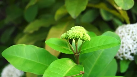  The wind blows green leaves in the evening Stock-Footage 143636932
