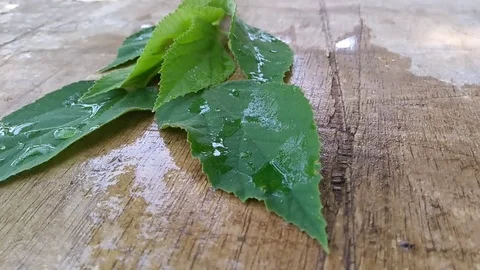 Wind blows the green leaves Stock Footage 118802578