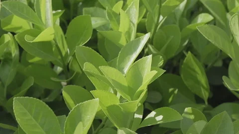 The wind blows green leaves Stock Footage 182965260