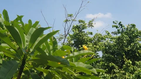 The wind blows the green leaves Vidéo 340485648