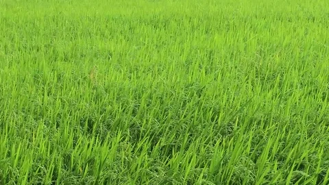 The wind blows green rice Stock Footage 128558690