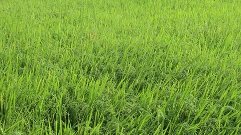 The wind blows green rice Stock Footage 128558833