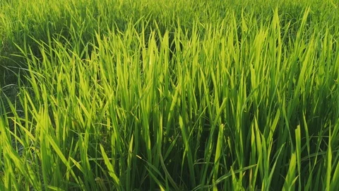 The wind blows the green rice leaf in the field 스톡 동영상 104296131