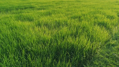The wind blows the green rice leaf in the field Stock Footage 104296736