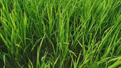 The wind blows the green rice leaf in the field Stock Footage 104298327